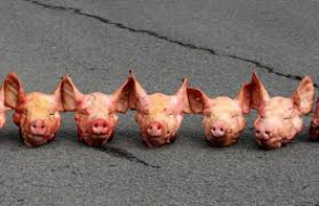 Հոլանդիայում փախստականների ճամբարի մուտքի մոտ խոզի գլուխներ են թողել (տեսանյութ)